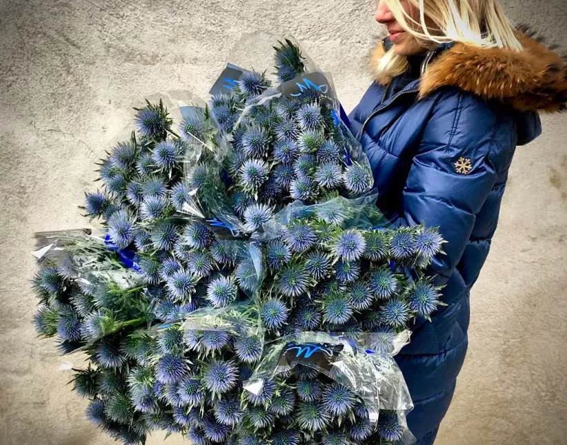 Eryngium Questar® Marginpar